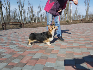 Photo №2 to announcement № 5794 for the sale of welsh corgi - buy in Ukraine from nursery