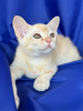 Photo №2 to announcement № 99704 for the sale of burmese cat - buy in Russian Federation from nursery