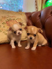 Photo №2 to announcement № 15212 for the sale of chihuahua - buy in Belarus breeder