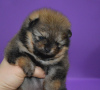 Photo №4. I will sell pomeranian in the city of Москва. from nursery - price - negotiated