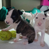 Photo №2 to announcement № 109162 for the sale of bull terrier - buy in Germany private announcement