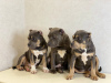 Photo №1. american bully - for sale in the city of Москва | 2025$ | Announcement № 11714