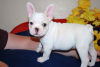 Photo №4. I will sell french bulldog in the city of Гамбург. private announcement - price - 380$