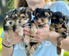 Photo №2 to announcement № 66242 for the sale of yorkshire terrier - buy in Germany private announcement, breeder