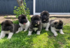 Photo №2 to announcement № 18133 for the sale of akita - buy in United Kingdom private announcement