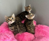 Photo №1. bengal cat - for sale in the city of New York | 300$ | Announcement № 114886