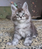 Photo №3. Healthy cute adorable Maine coon kittens available now for sell. United States