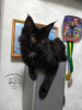 Photo №2 to announcement № 10871 for the sale of maine coon - buy in Ukraine from nursery, breeder