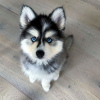 Photo №1. siberian husky - for sale in the city of Oulu | negotiated | Announcement № 94437