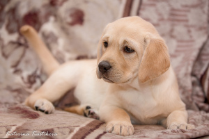 Photo №2 to announcement № 4437 for the sale of labrador retriever - buy in Russian Federation from nursery