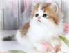 Photo №2 to announcement № 99695 for the sale of persian cat - buy in Russian Federation private announcement