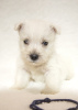 Photo №4. I will sell west highland white terrier in the city of Tiraspol. from nursery - price - 845$