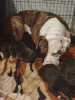 Photo №1. american bulldog - for sale in the city of Copenhague | 603$ | Announcement № 10144