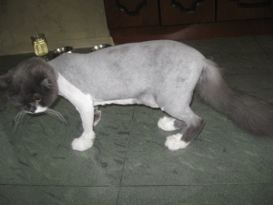 Photo №2. Service of the groomer in Russian Federation. Price - 13$. Announcement № 5205
