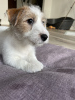 Photo №1. jack russell terrier - for sale in the city of Warsaw | negotiated | Announcement № 41740