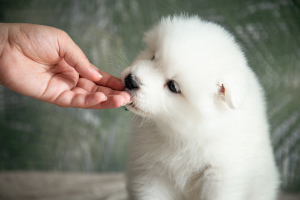 Additional photos: Puppies of a Samoyed dog (Samoyed) from the Kennel
