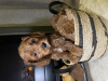 Additional photos: Cavapoo puppies