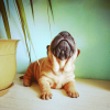 Photo №1. shar pei - for sale in the city of Abakan | 310$ | Announcement № 8070