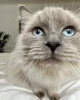 Photo №4. I will sell british longhair in the city of Berlin. breeder - price - 845$