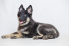 Photo №1. german shepherd - for sale in the city of Вашингтон | 1000$ | Announcement № 9241