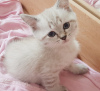 Photo №4. I will sell scottish fold in the city of Trier.  - price - 423$