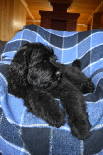 Photo №3. Puppies of the Russian black terrier.. Russian Federation
