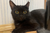 Additional photos: Black cat kitten Shelly as a gift to kind hearts!