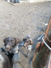 Photo №4. I will sell german wirehaired pointer in the city of Ramenskoye. private announcement - price - 133$