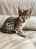 Photo №4. I will sell savannah cat in the city of Москва. private announcement - price - negotiated