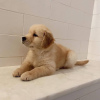 Photo №2 to announcement № 104891 for the sale of golden retriever - buy in Australia private announcement