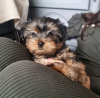 Additional photos: Yorkie puppies for sale