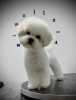 Photo №3. Bichon Frize female puppy. Serbia