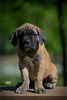 Photo №2 to announcement № 99736 for the sale of cane corso - buy in Serbia breeder