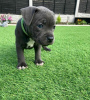 Photo №3. Staffordshire Bull terreir puppies. Malta