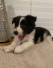 Photo №2 to announcement № 109171 for the sale of border collie - buy in Germany private announcement