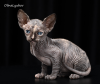 Photo №2 to announcement № 7643 for the sale of sphynx-katze - buy in Russian Federation from nursery