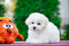 Additional photos: Bichon Frize puppies from parents of champions