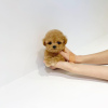 Photo №2 to announcement № 56351 for the sale of poodle (dwarf) - buy in United States breeder