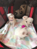 Photo №2 to announcement № 112153 for the sale of ragdoll - buy in United States private announcement