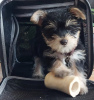 Photo №1. yorkshire terrier - for sale in the city of Naperville | 500$ | Announcement № 111888