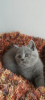 Photo №4. I will sell british shorthair in the city of Los Angeles. breeder - price - 600$