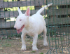 Photo №3. Miniature bull terrier puppies. Serbia