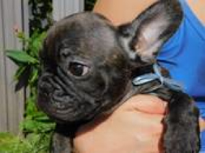 Photo №4. I will sell french bulldog in the city of Bialystok. private announcement, from the shelter, breeder - price - 797$