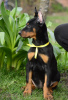 Additional photos: Doberman puppies