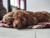 Photo №2 to announcement № 32742 for the sale of poodle (toy) - buy in Ukraine private announcement