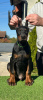 Photo №1. dobermann - for sale in the city of Бачка-Паланка | negotiated | Announcement № 123618