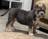 Additional photos: American Bully Pocket puppies