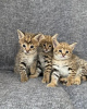 Photo №1. savannah cat - for sale in the city of Graz | 845$ | Announcement № 54914