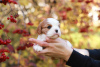 Photo №3. Cavalier King Charles Spaniel. Switzerland