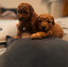 Photo №1. poodle (toy) - for sale in the city of Гамбург | 2113$ | Announcement № 84472